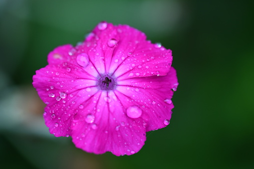 Pink flower with dew drops