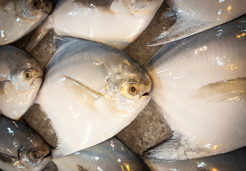 Fresh mackerel placed in a stall in the market