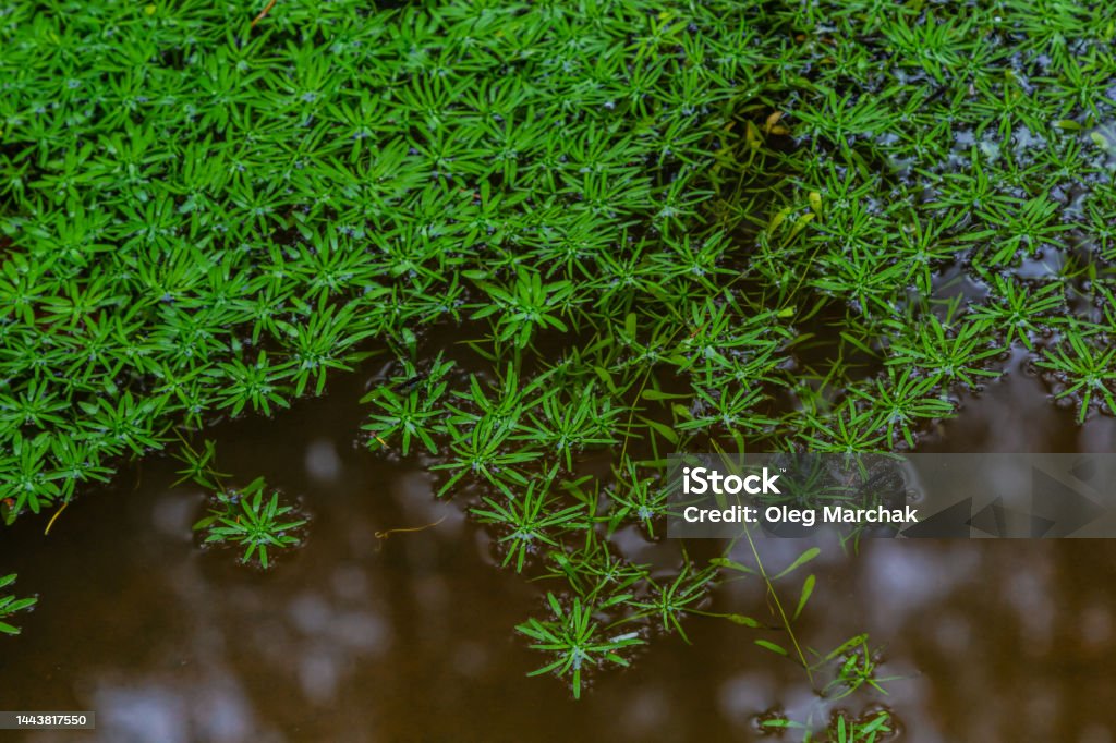 Callitriche palustris a marsh grass. underwater plants with floating rosettes or growing on wet mud Callitriche palustris a marsh grass. underwater plants with floating rosettes or growing on wet mud. Abstract Stock Photo