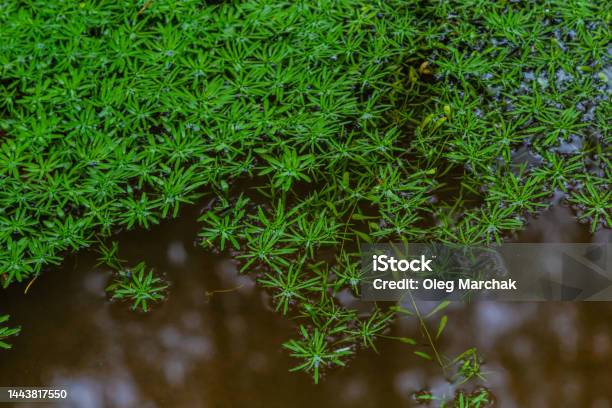 Callitriche Palustris A Marsh Grass Underwater Plants With Floating Rosettes Or Growing On Wet Mud Stock Photo - Download Image Now