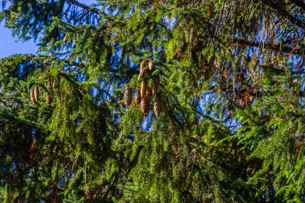 Norway spruce branch against blue sky - Latin name - Picea abies.