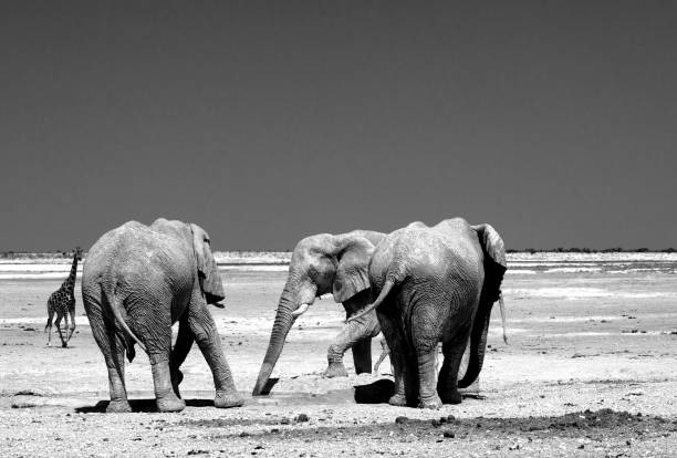istock African Elephants on the vast open Etosha Plains in black and white 1443818607