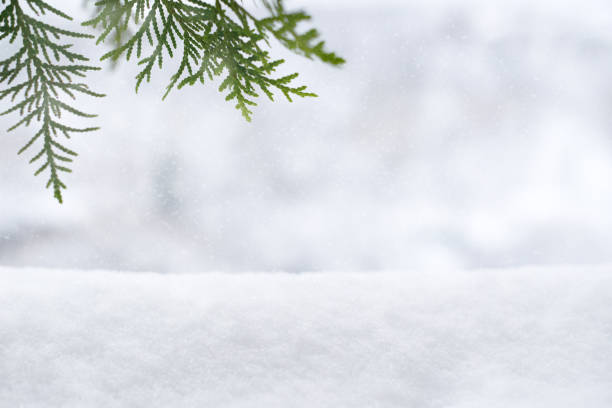 istock winter christmas background with snow and green fir tree branches frame, copy space 1443820138