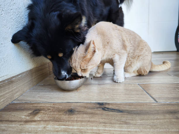 istock Domestic cat and dog eating. 1443820460
