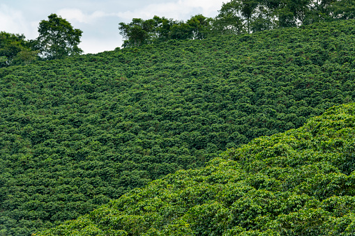 Coffee plants field in Pereira , Risaralda , Colombia - stock photo