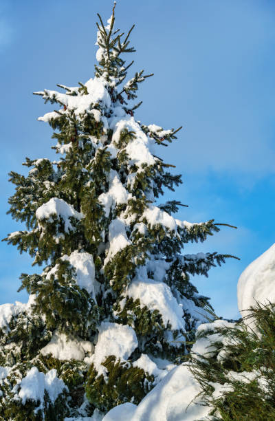 istock Spruce Picea omorika under white fluffy snow in a blue sky. Branches with short striped needles, characteristic of the Serbian spruce. Winter theme for design. Sunny winter day. Christmas concept. 1443824576