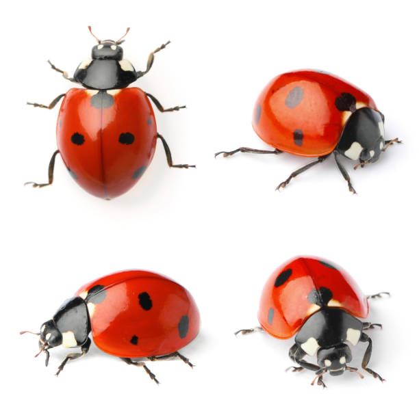 흰색 배경에 아름다운 무당벌레가 있는 세트 - ladybug 뉴스 사진 이미지
