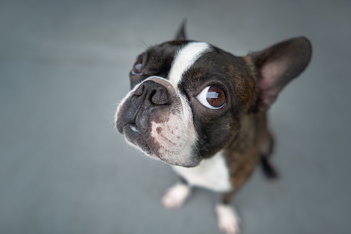 Closeup portrait of beautiful Boston terrier pure breed blank space, copy space