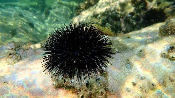 istock Black sea urchin (Arbacia lixula) undersea, Aegean Sea 1443824826