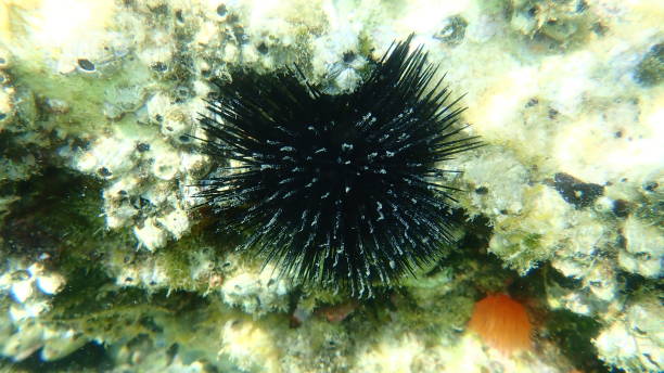 istock Black sea urchin (Arbacia lixula) undersea, Aegean Sea 1443824863