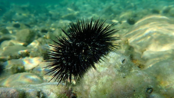 istock Black sea urchin (Arbacia lixula) undersea, Aegean Sea 1443824922