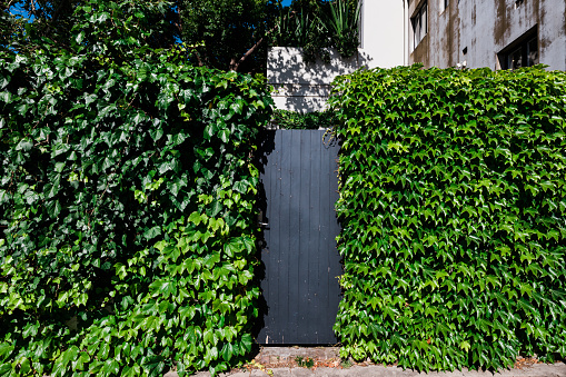 Close-up of a healthy planted wall with a black wooden door.