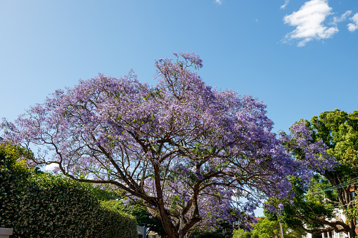 Jacaranda tree with blue sky.