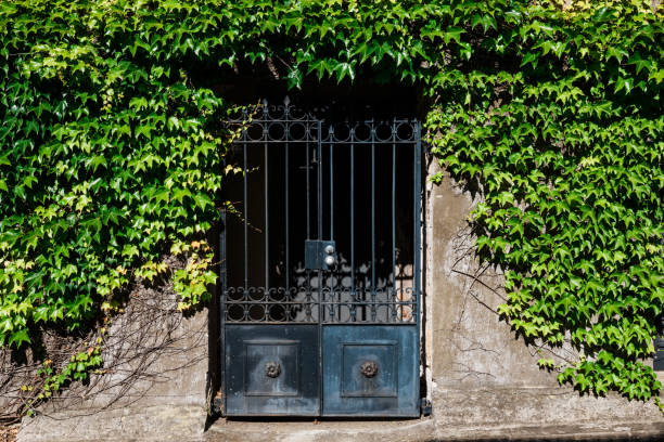 istock Old black metal gate in a planted wall 1443826224