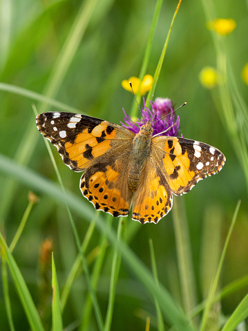 The painted lady Vanessa cardui , meadow