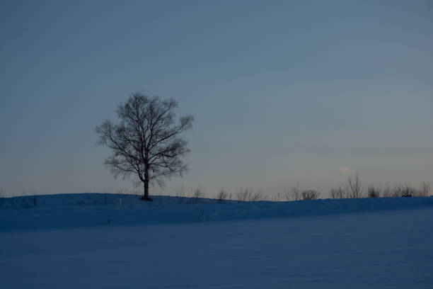 Grove on a hill at dusk in winter Grove on a hill at dusk in winter bare tree snow tree winter stock pictures, royalty-free photos & images