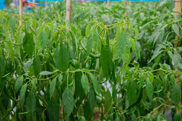 Green chilies that are still growing on the tree stock photo