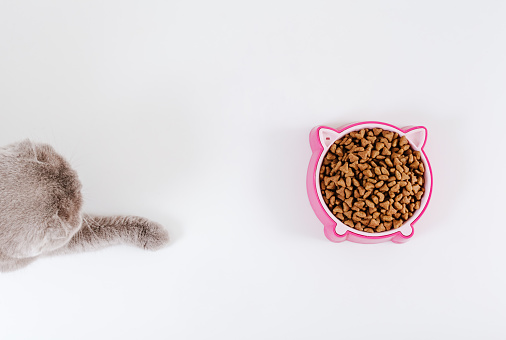 Pink cat food bowl and grey cute cat. White background. Top view. Copy space