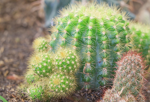 Closeup of Echinocactus or Barrel Cactus Growing in the Sunlight