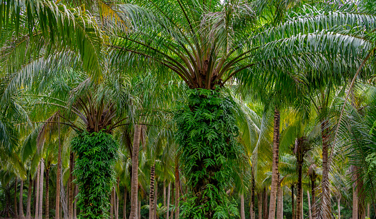 Exotic and wild scenery with palm trees and coconut trees in Thailand Chumphon area, not frequented by tourists without traffic and crowds.