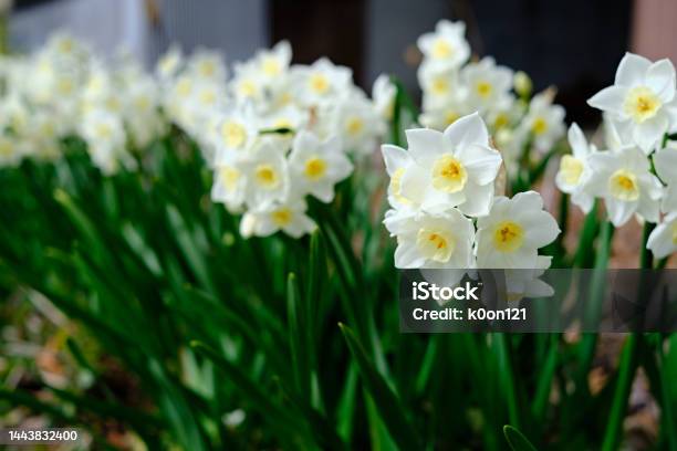 Yellowish White Daffodils With Yellow Center Stock Photo - Download Image Now - Daffodil, Flower, Winter