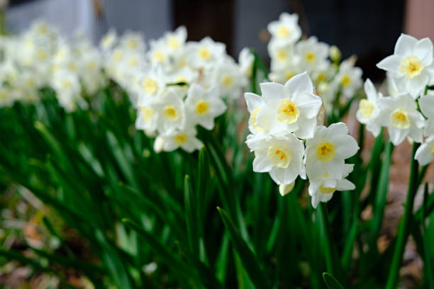 narcisos brancos amarelados com centro amarelo. - daffodil - fotografias e filmes do acervo