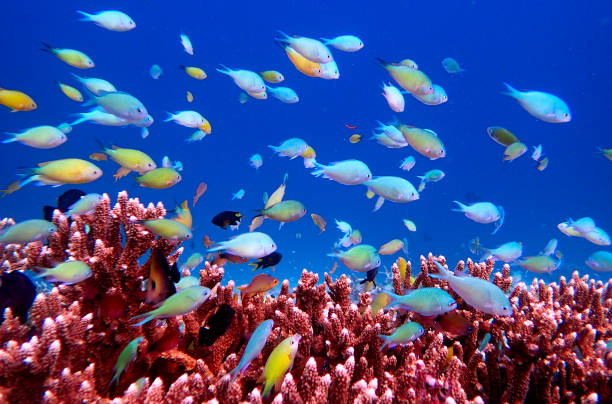 istock colored fishes and acropora coral 1443834834