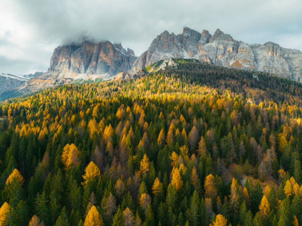 vista aérea da floresta em dolomitas no outono - trento - fotografias e filmes do acervo