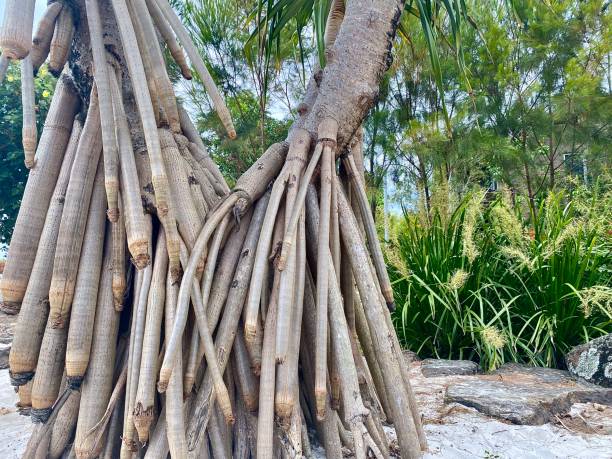 A low-angle shot of a hand creeping through hanging roots of a tropical tree in Kuala Lumpur, Malaysia