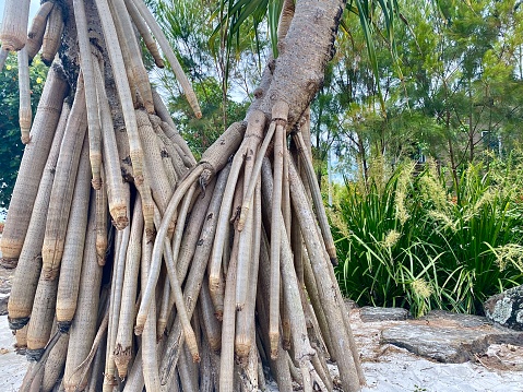 Horizontal seascape of natures design of tropical climate pandanus tree roots with sand rocks and beach side bush surrounds in Byron Bay Australia