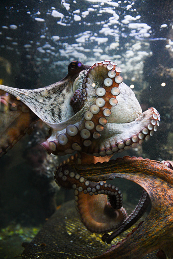 Octopus in the aquarium. Common octopus (Octopus vulgaris). Wild animal.