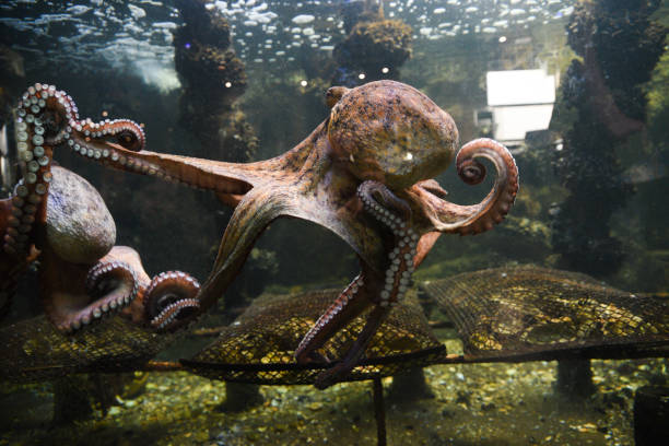 istock Octopus in the aquarium. Common octopus (Octopus vulgaris). Wild animal. 1443839661