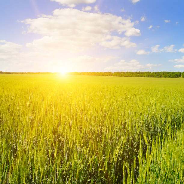 istock Green wheat field and bright sunrise. 1443840183