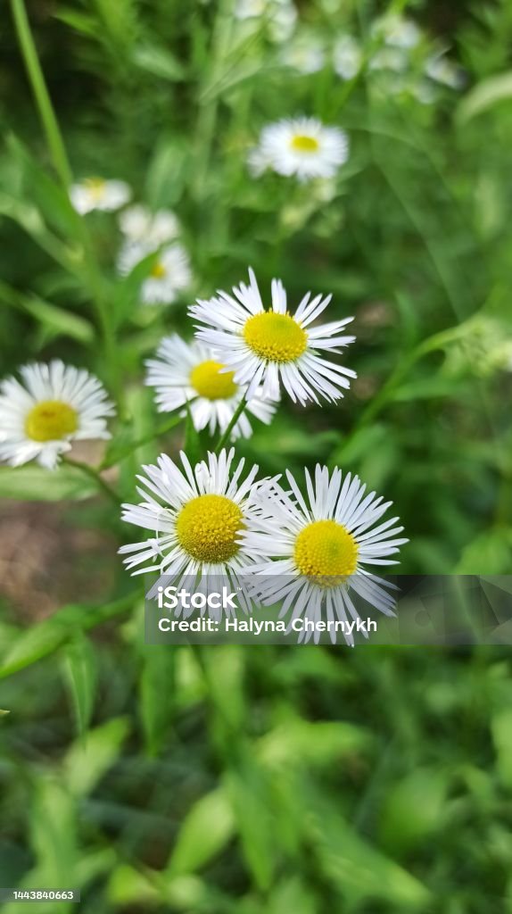 Manzanilla, margaritas salvajes. Verano, hermoso, fondo floral - Foto de stock de Aire libre libre de derechos Manzanilla, margaritas salvajes. Verano, hermoso, fondo floral - Foto de stock de Aire libre libre de derechos
