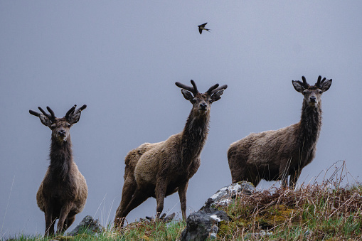 Three stags on a hill