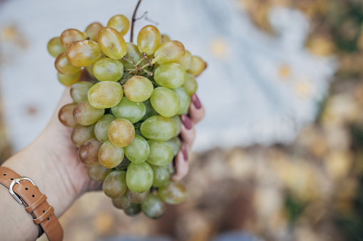 Woman's hand holding  lovely white grapes.
