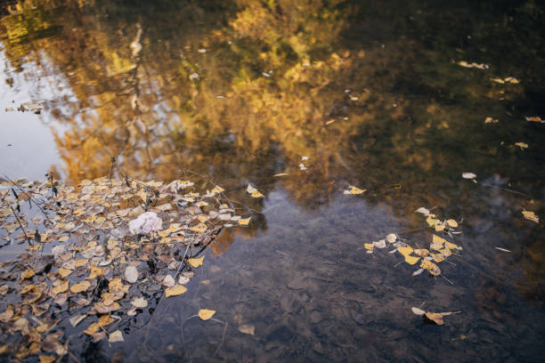 Calm river with leaves on autumn day.