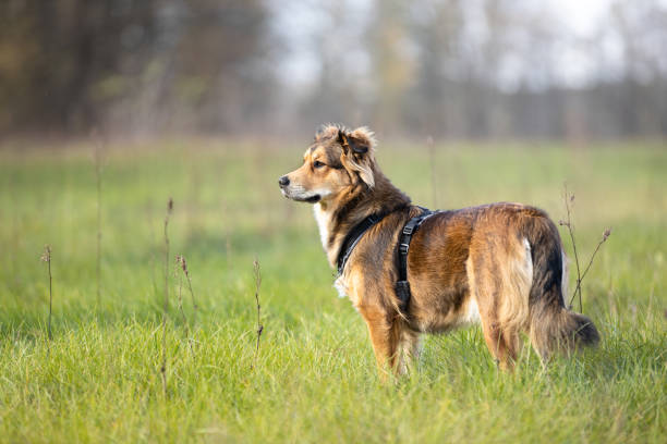 Dog standing on the grass in sunny day. This file is cleaned and retouched.