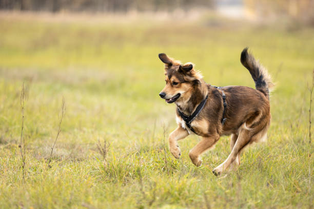 Happy dog running on the grass in sunny day. This file is cleaned and retouched.