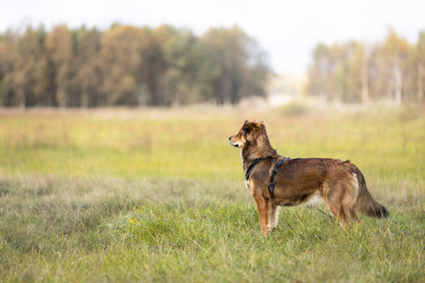 Dog standing on the grass in sunny day. This file is cleaned and retouched.