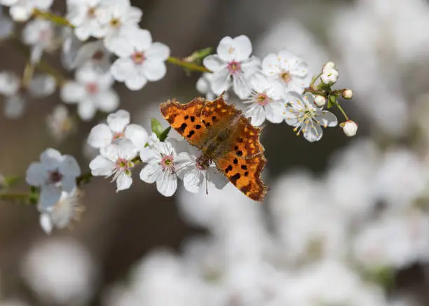 The comma is a medium-sized orange-and-brown butterfly. It gets its name from the comma-shaped white spots on the underneath of its wings.