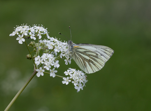 The green-veined white is a fairly small, white butterfly that is on the wing between April and October. A common butterfly, it is found in a wide variety of habitats, including hedgerows, woodland rides and meadows, as well as farmland, gardens and parks. It especially likes damp areas with lush vegetation. Water-cress is a very common host plant for the butterfly. The foodplants of the caterpillars are members of the cabbage family, including cuckooflower and hedge mustard.