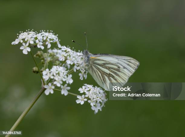 Greenveined White Butterfly Nectaring On Plant Head Stock Photo - Download Image Now