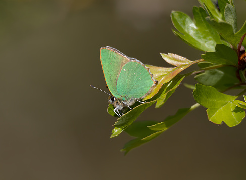 The Green Hairstreak holds its wings closed, except in flight, showing only the green underside with its faint white streak. The extent of this white marking is very variable; it is frequently reduced to a few white dots and may be almost absent. Males and females look similar and are most readily told apart by their behaviour: rival males may be seen in a spiralling flight close to shrubs, while the less conspicuous females are more often encountered while laying eggs.\n\nAlthough this is a widespread species, it often occurs in small colonies and has undergone local losses in several regions