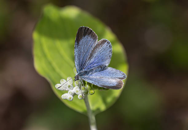 Ermine Moth On A Blue Thistle Flower. Very Shallow Depth Of Focus