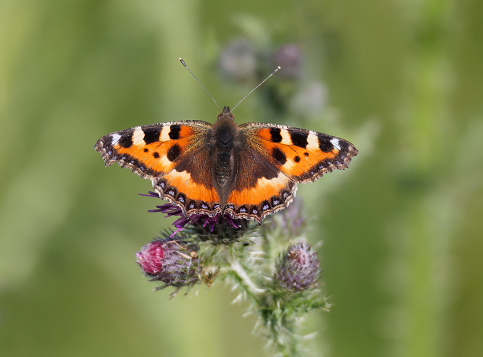 The Small Tortoiseshell is one of our most-familiar butterflies, appearing in gardens throughout the British Isles.
