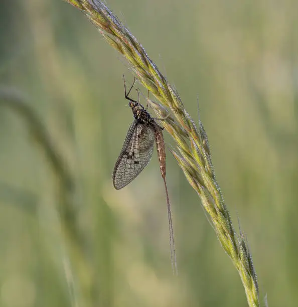 Adult mayflies are delicate animals with broad, clear wings that have a lace-like appearance, very short antennae and up to three very long, fine tail bristles.