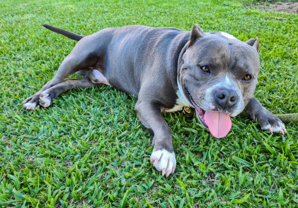 istock Portrait of a silver pitbull in the field. 1443844262