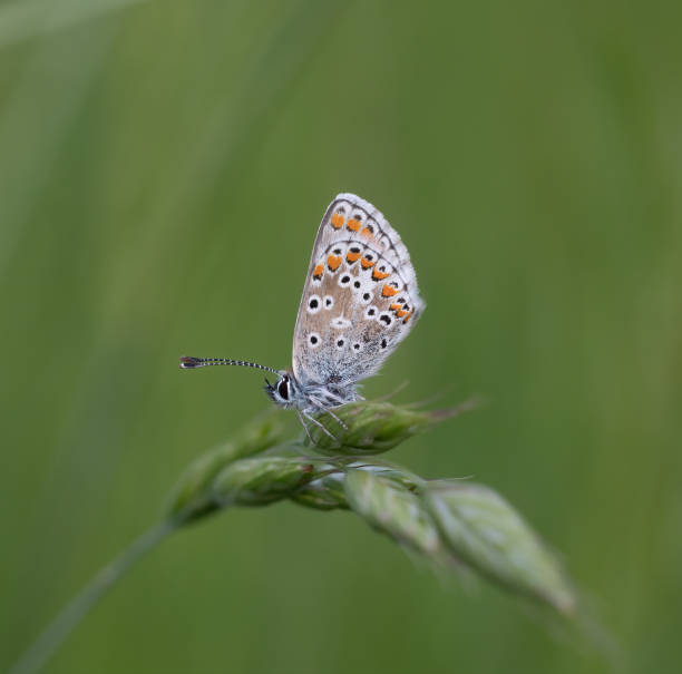 istock Brown Argus  (Aricia agestis) Butterfly close up image whilst roosting on vegetation 1443844398