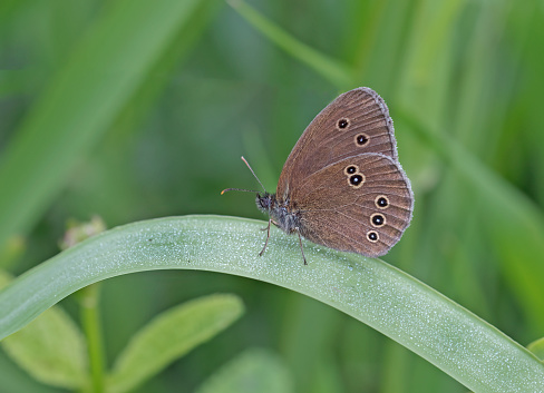 This is a relatively-common butterfly that is unmistakable when seen at rest - the rings on the hindwings giving this butterfly its common name.